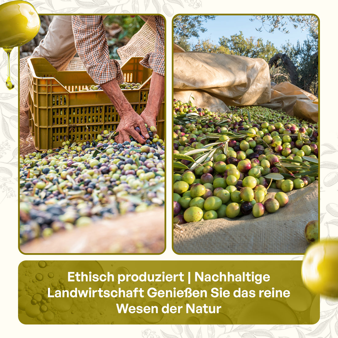 Olivenöl 5L OliviAmo – 100% Echtes Natives Olivenöl Extra aus Avellino 🇮🇹